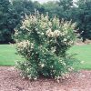 Cheyenne Common Privet #2 - Image 2